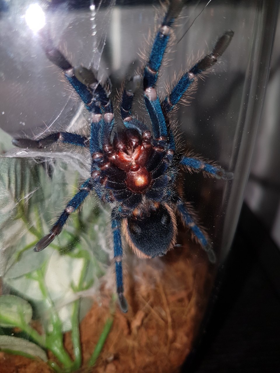 Chromatopelma cyaneopubescens