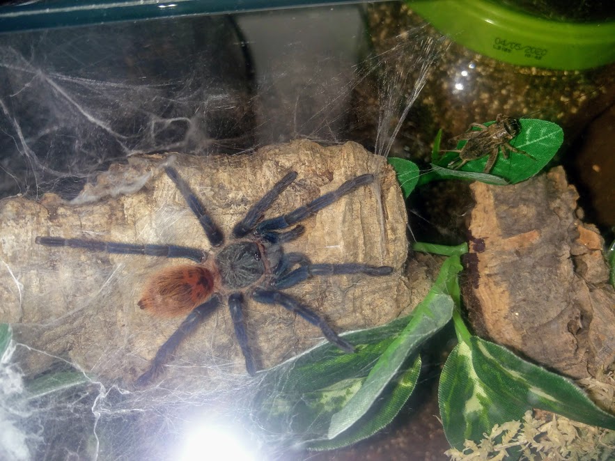 Chromatopelma Cyaneopubescens