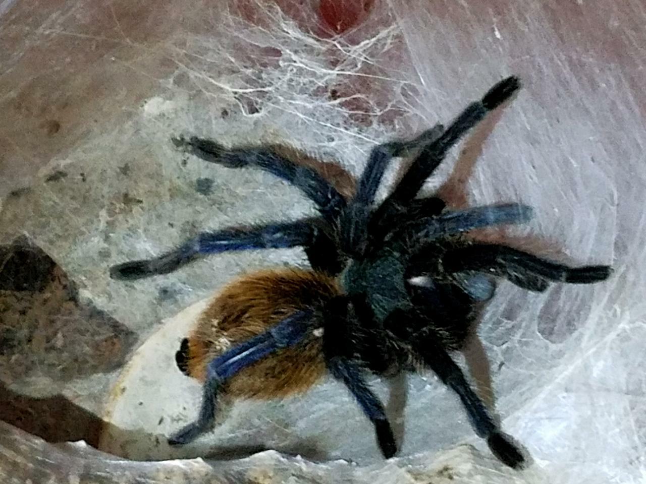 Chromatopelma cyaneopubescens