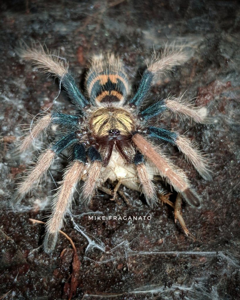 Chromatopelma cyaneopubescens