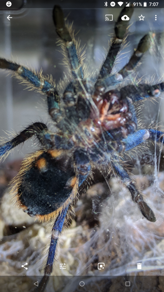 Chromatopelma cyaneopubescens