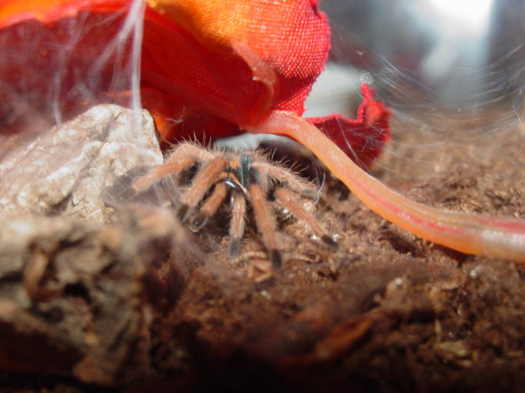 Chromatopelma Cyaneopubescens