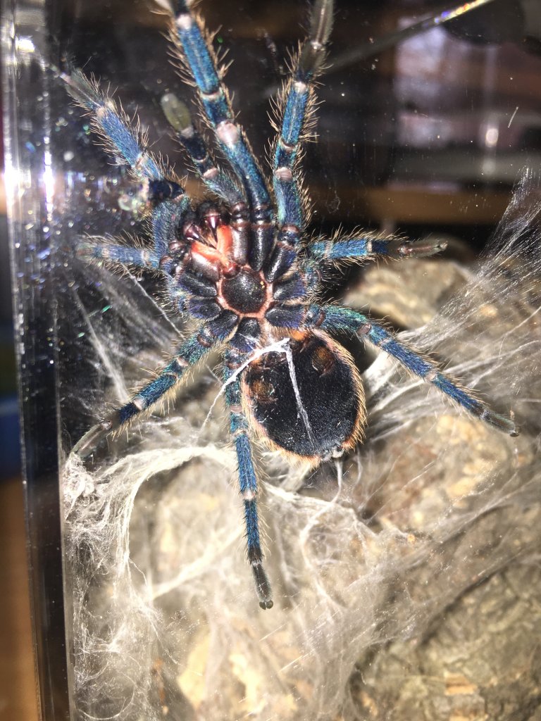 Chromatopelma cyaneopubescens