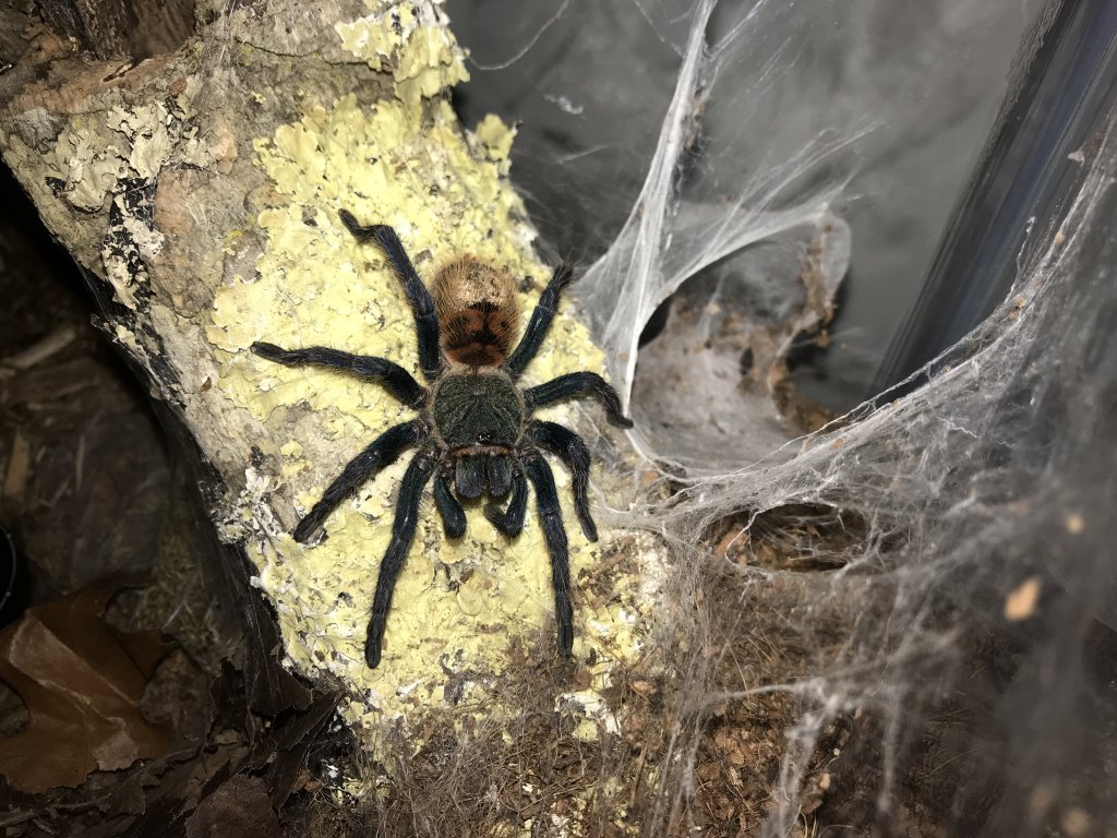 Chromatopelma cyaneopubescens