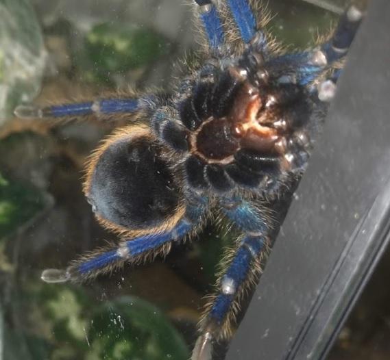 Chromatopelma Cyaneopubescens