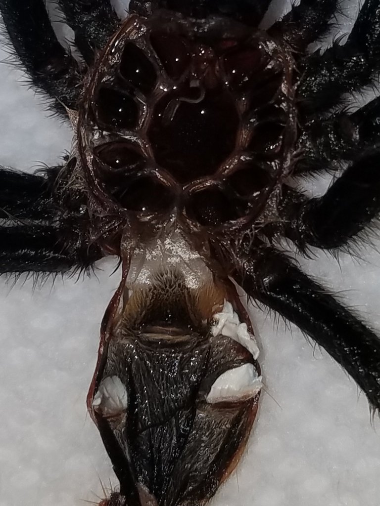 Chromatopelma cyaneopubescens