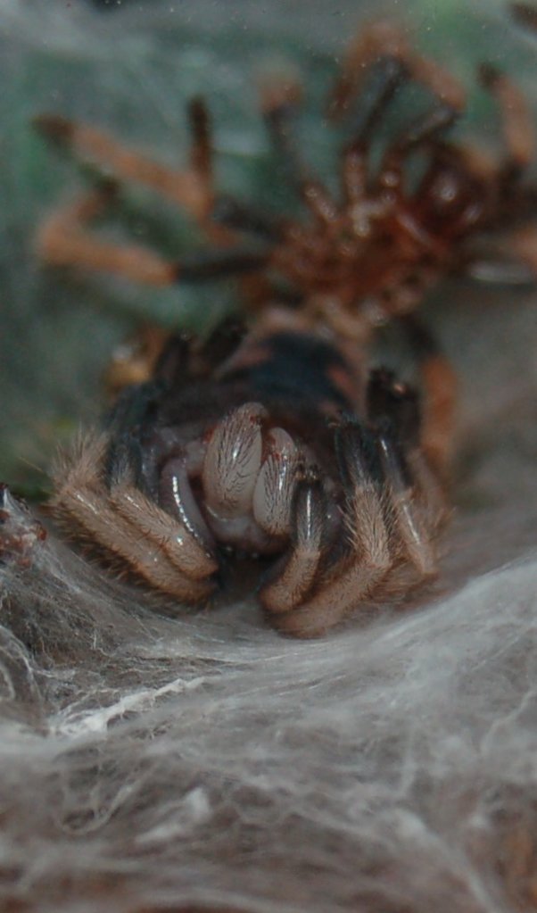 Chromatopelma cyaneopubescens