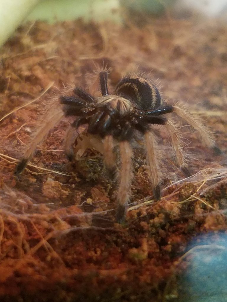 Chromatopelma cyaneopubescens