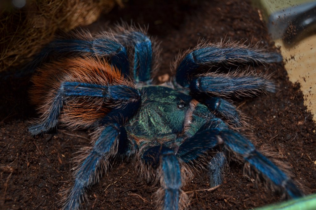 Chromatopelma cyaneopubescens