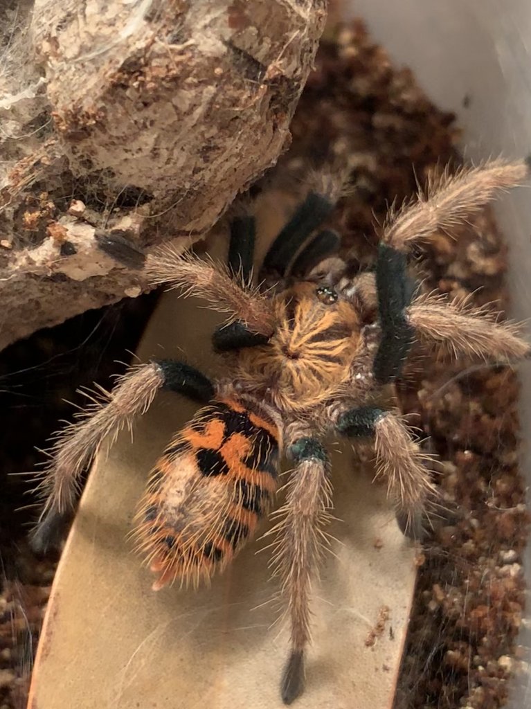 Chromatopelma Cyanopubecens