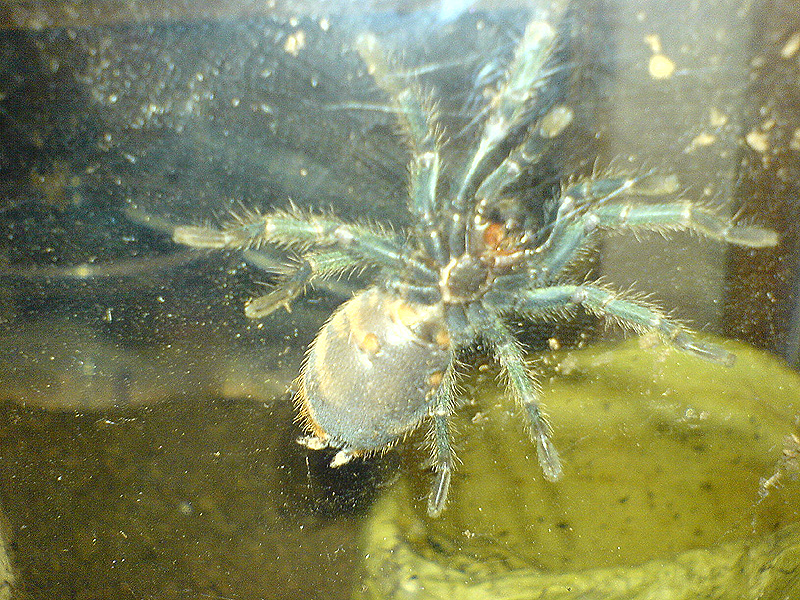 Chromatopelma cyanopubescens2