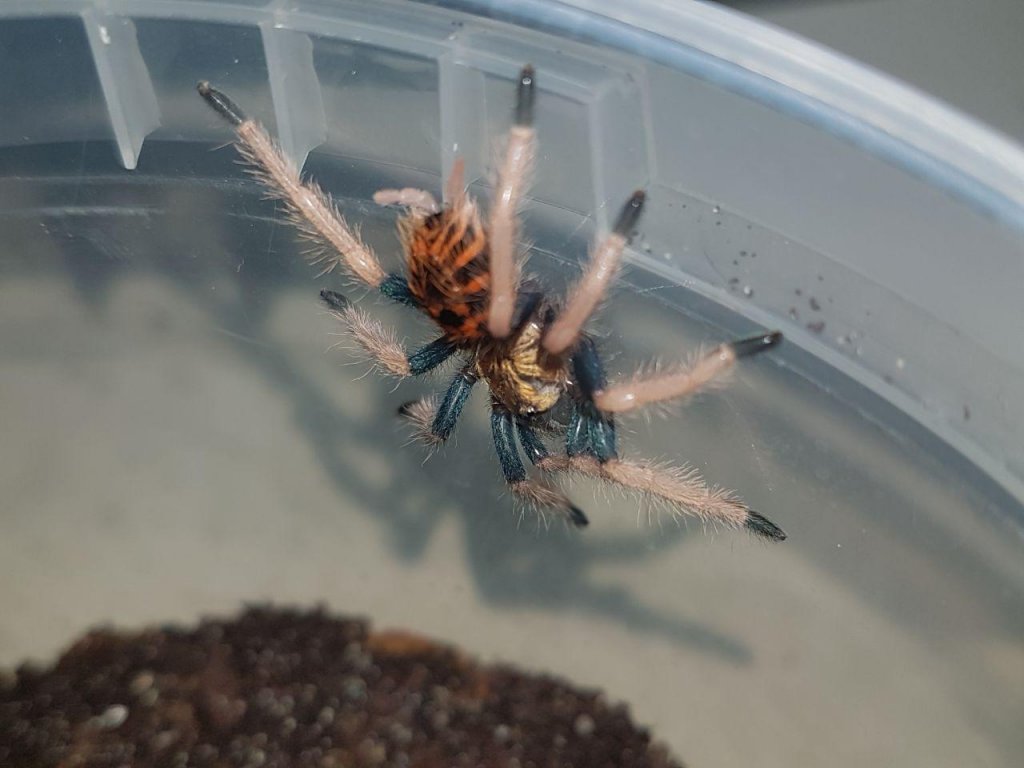 Chromatopelma sling