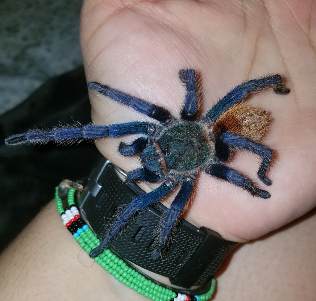 Chromatopelma