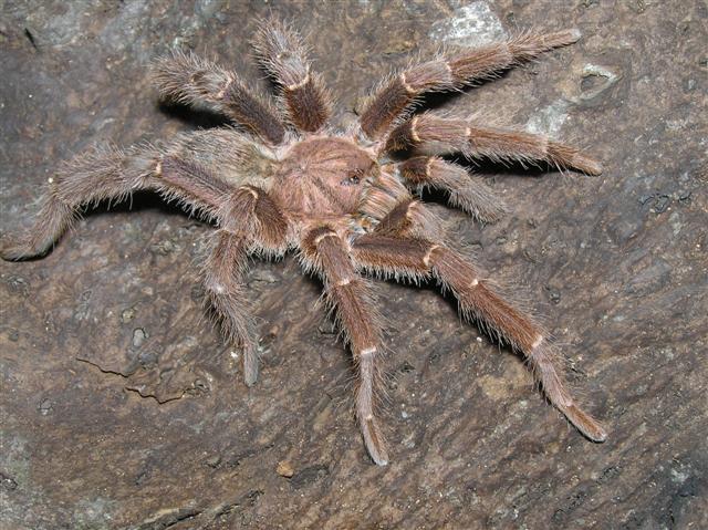 Citharischius crawshayi