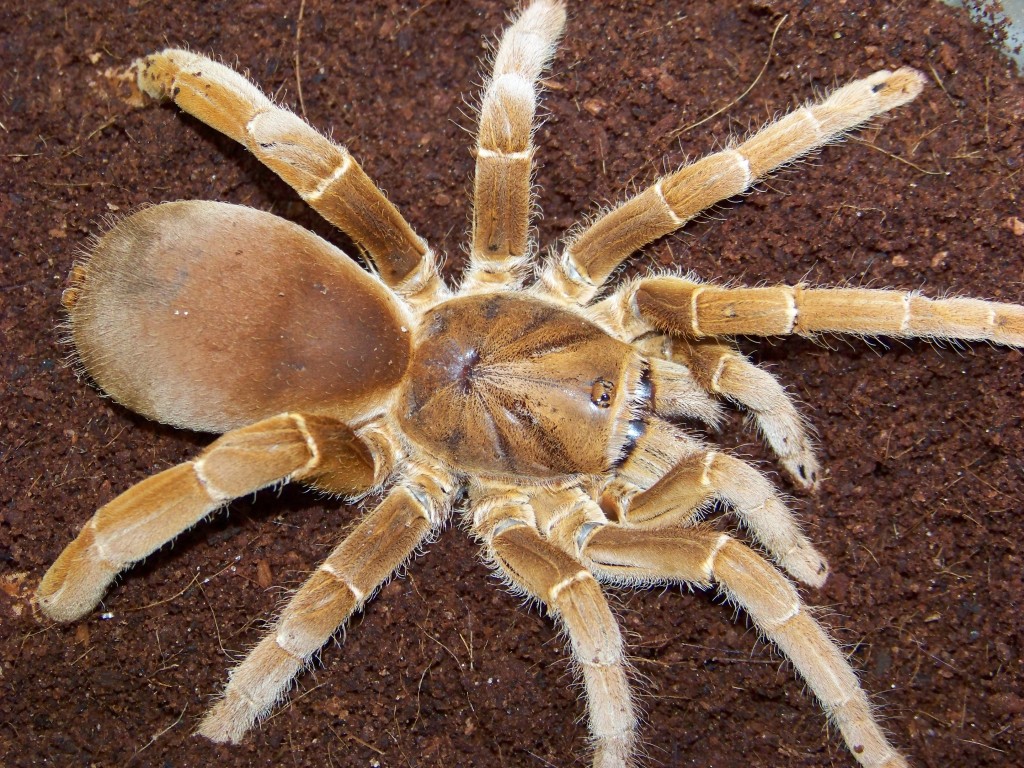 Citharischius Crawshayi