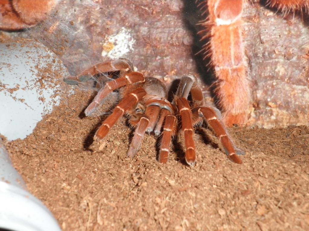 Citharischius Crawshayi