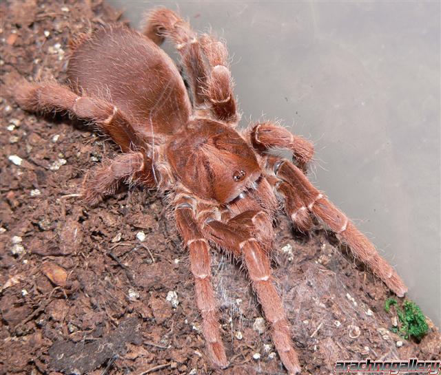 Citharischius crawshayi