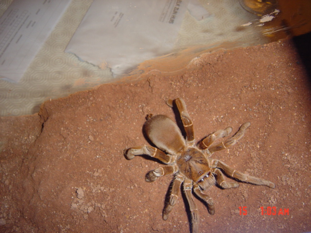 Citharischius crawshayi