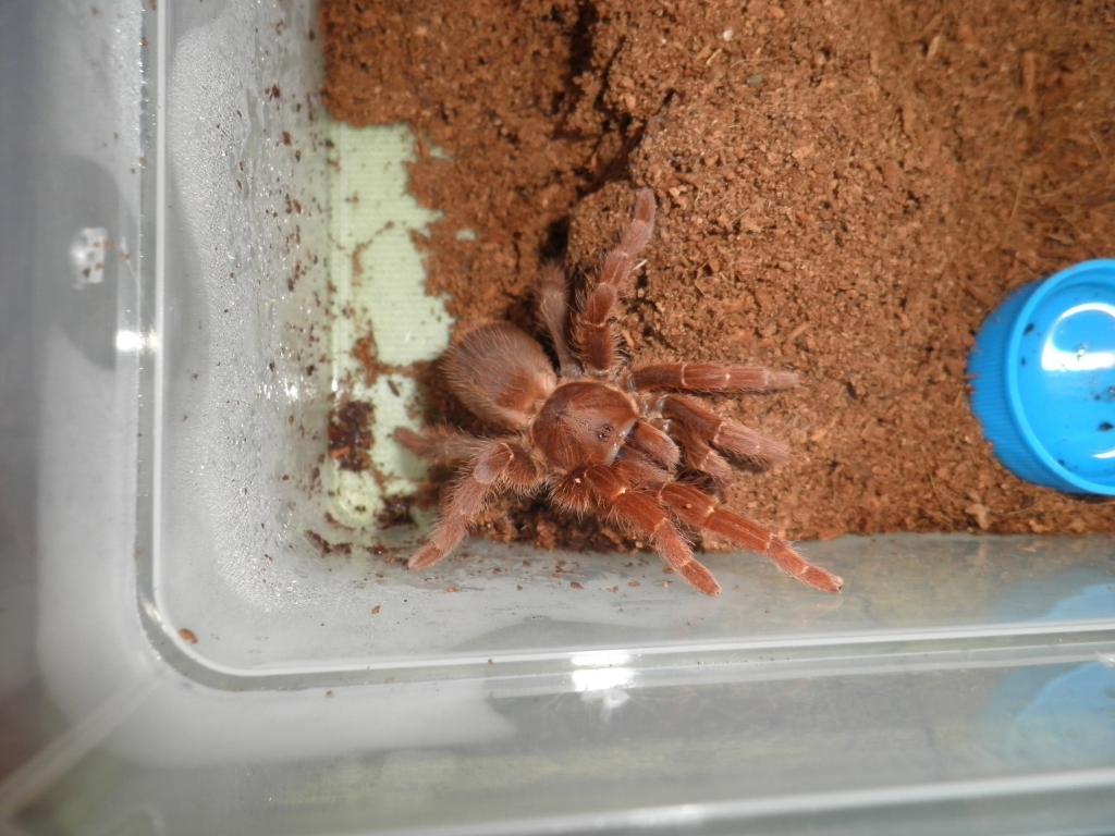 Citharischius Crawshayii