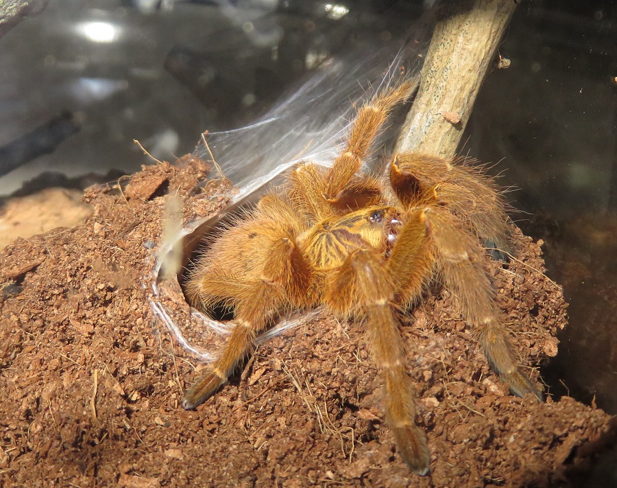 Clementine, my OBT