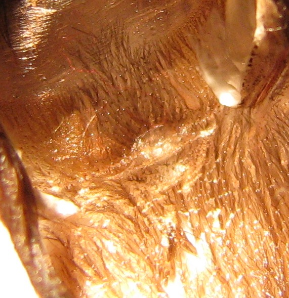 closeup Nandhu coloratovillosus
