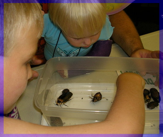 Cockroach Petting Zoo