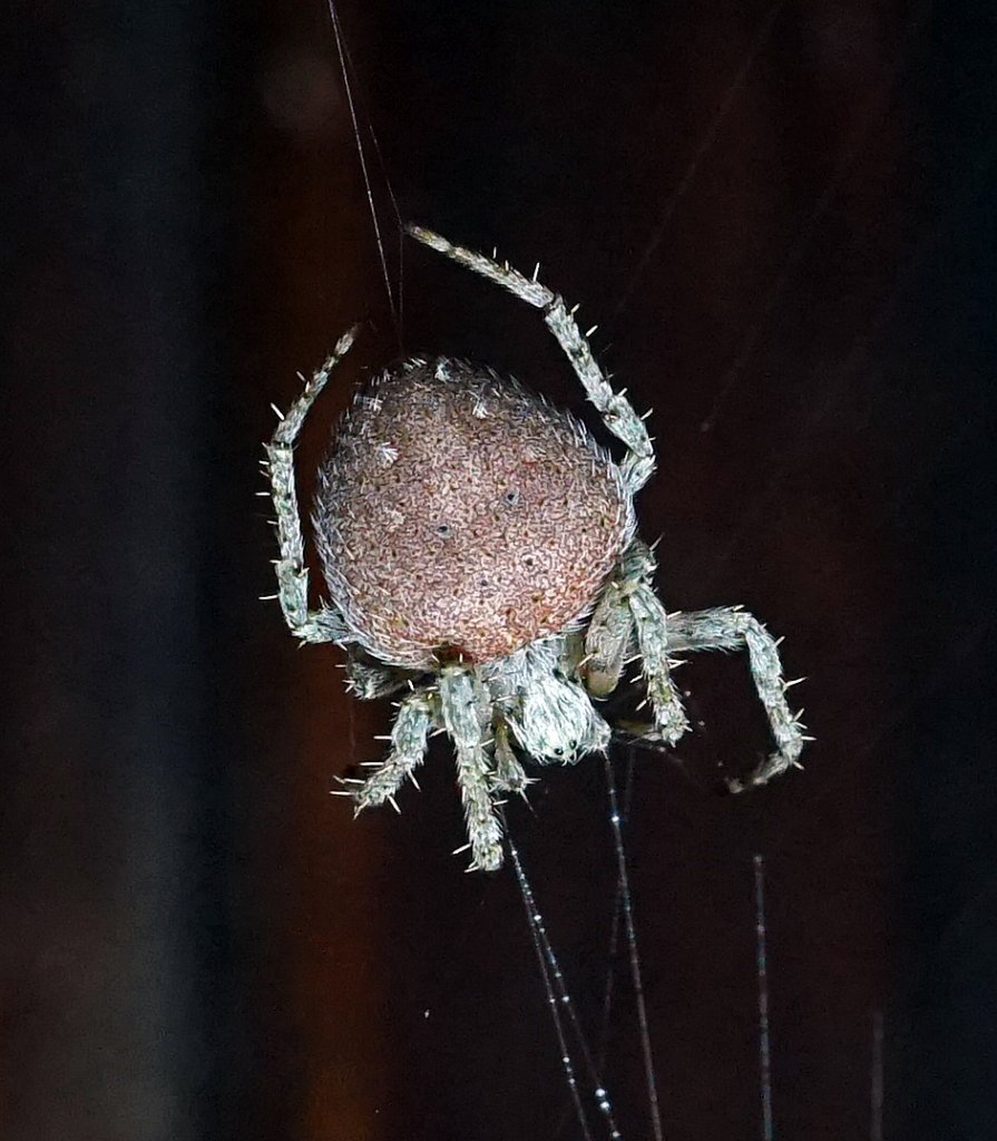 Colombian Spider