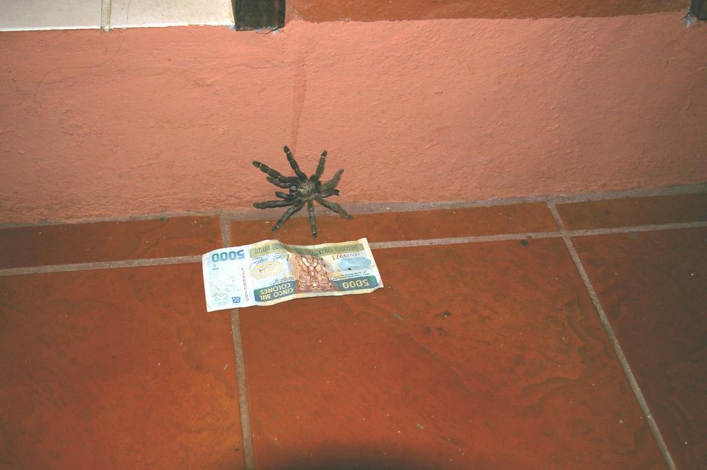 Costa Rican tarantula for ID