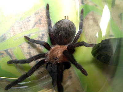 Could you help me to find out what tarantula is it?