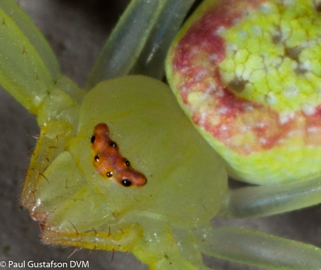 Crab Spider