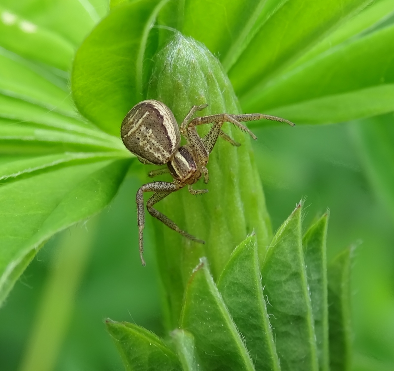 Crab spider