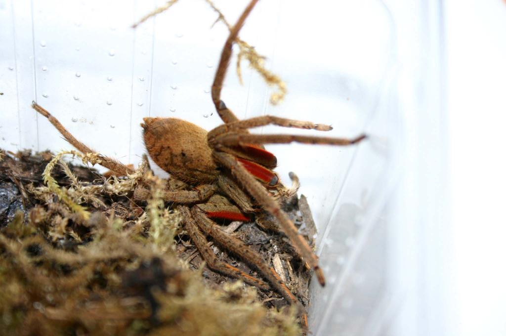 Cupiennius coccineus female