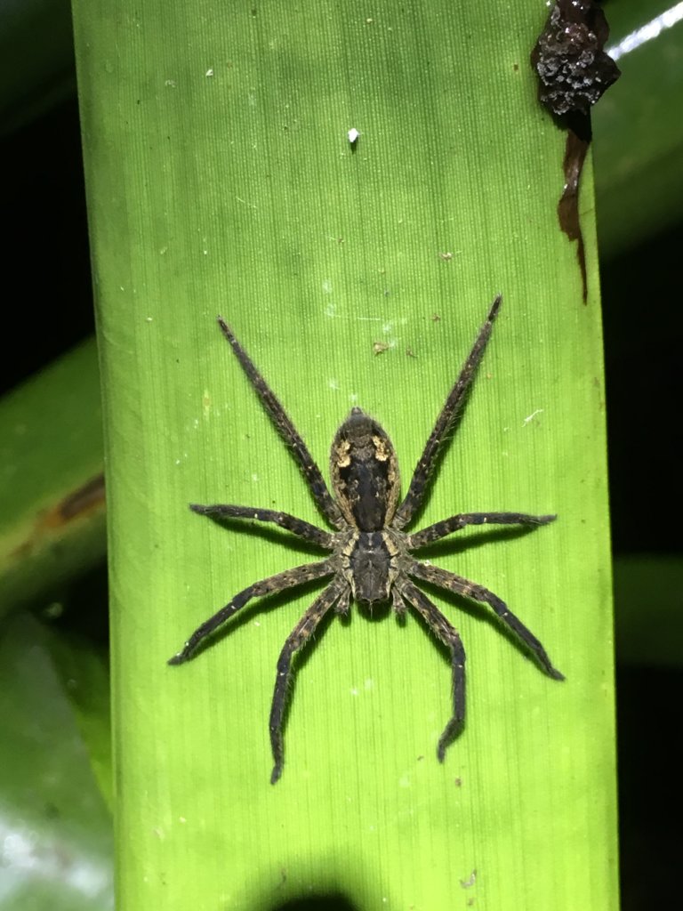 Cupiennius salei Costa Rica