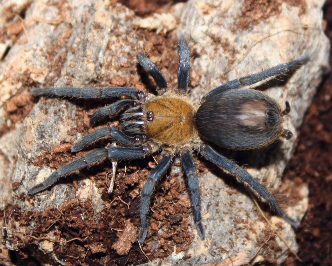 Cyclosternum sp. cundinamarca