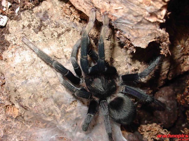 Cyclosternum sp. "gaujoni"