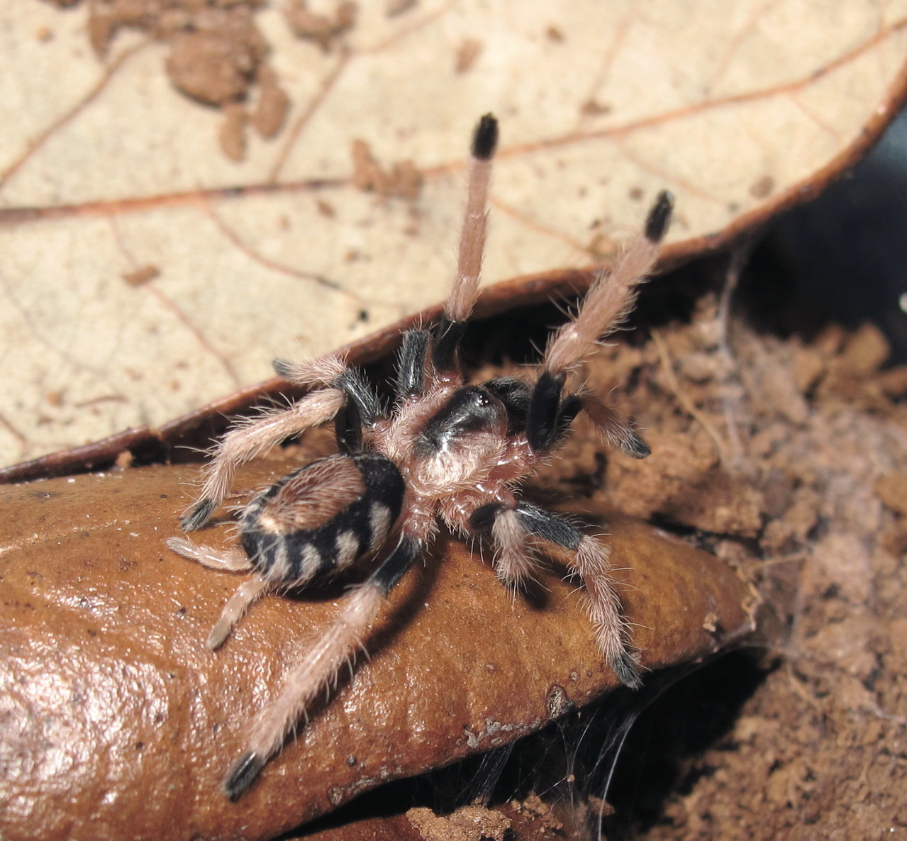 Cyriocomsus ritae