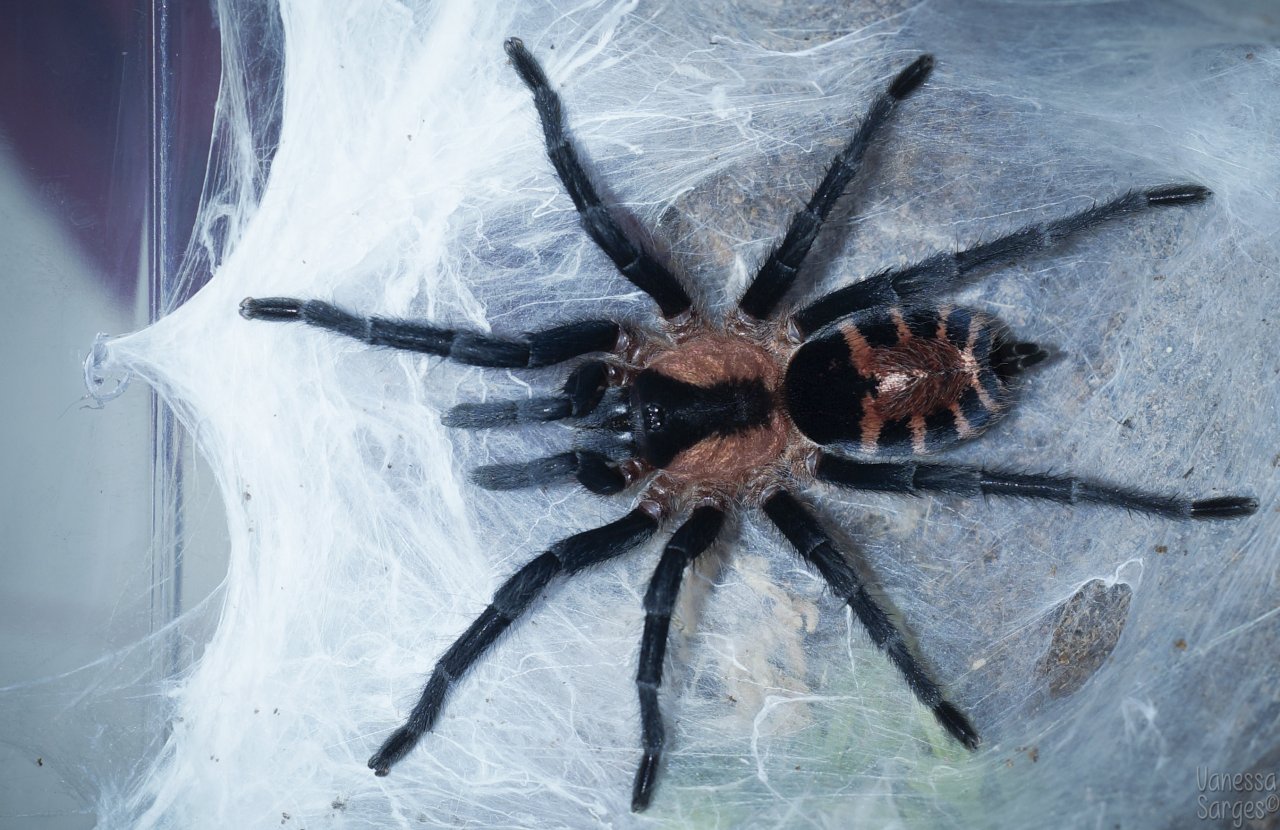 Cyriocosmus bicolor (formerly chicoi) Adult Female