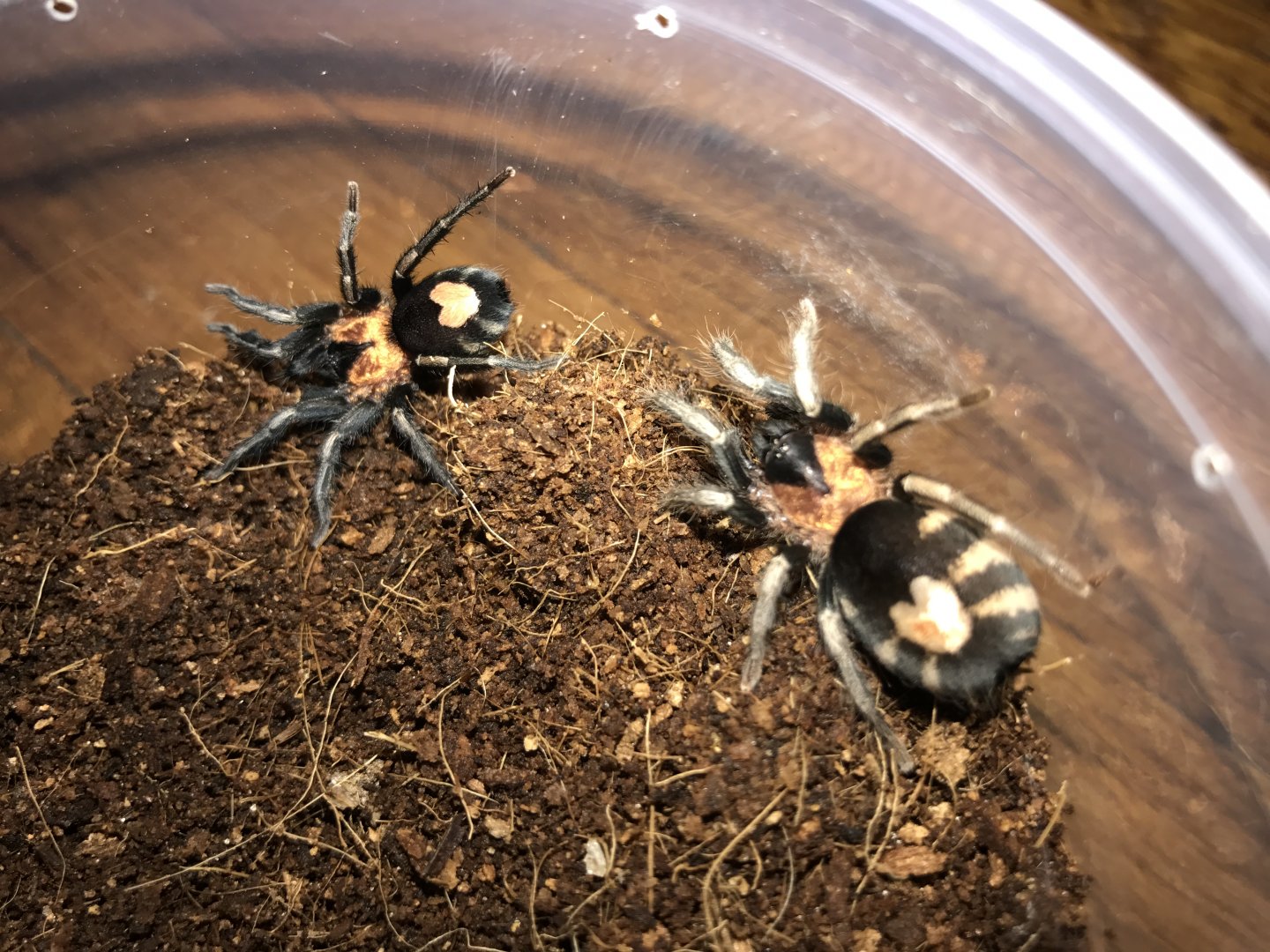 Cyriocosmus elegans pair