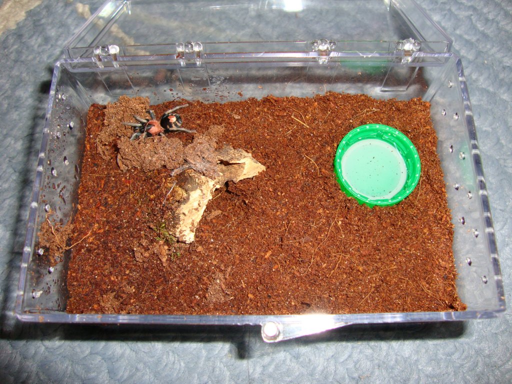 Cyriocosmus elegans rehouse