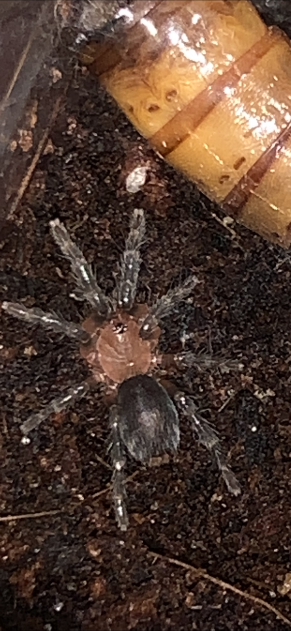 Cyriocosmus perezmilesi finally bigger than a dot with legs