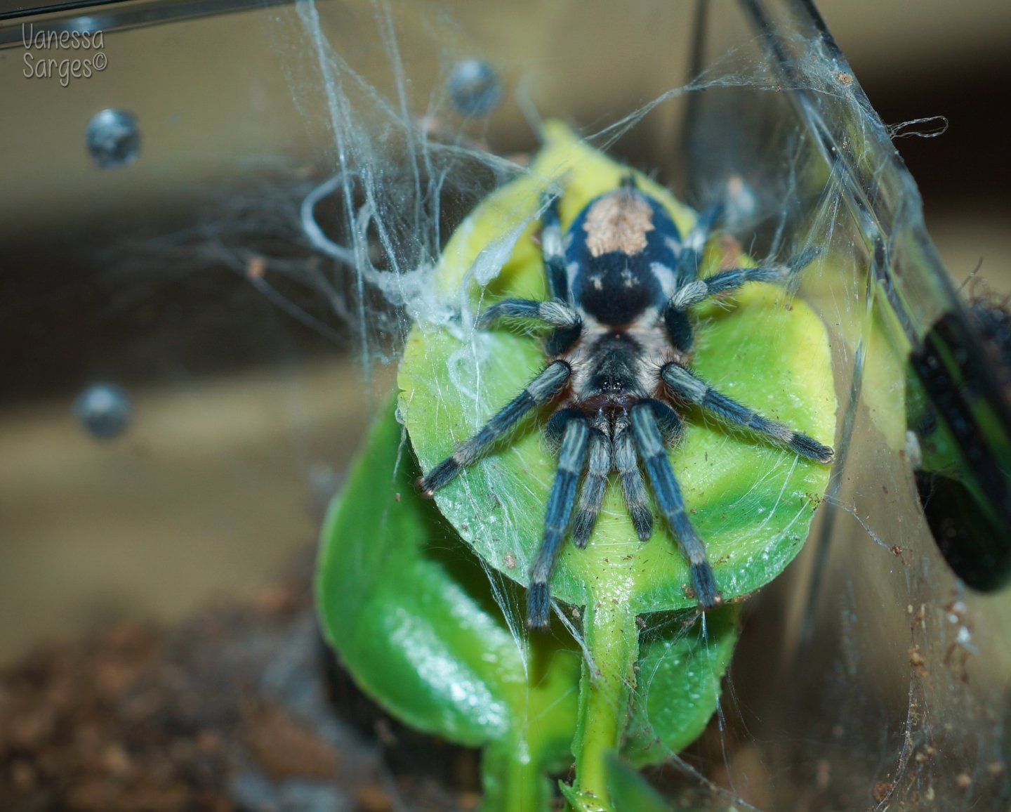 Cyriocosmus ritae Sub-Adult Male