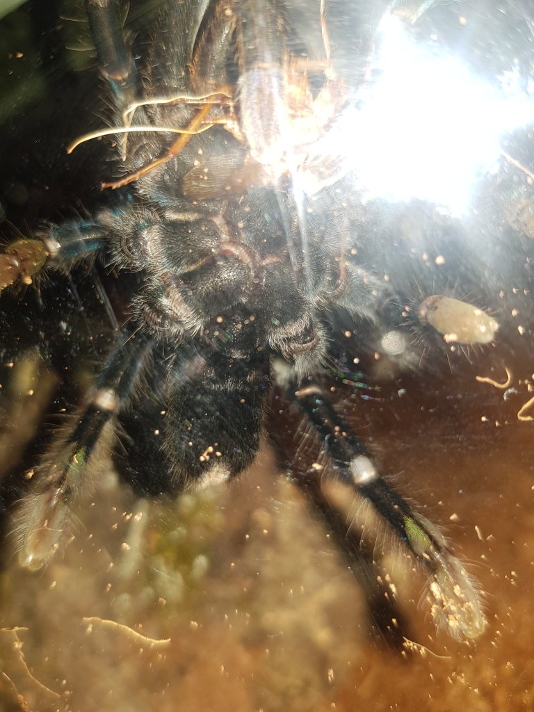 Cyriopagopus lividum can anyone see if its male or female and it not long ago molted thats why its abdomen is so small i will stuff it full of roaches