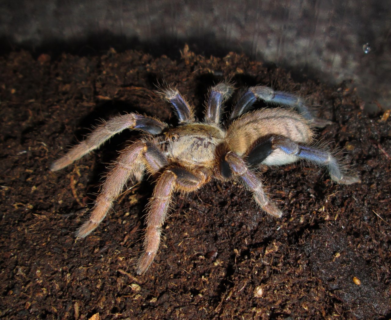 Cyriopagopus lividus (Smith, 1996) _1