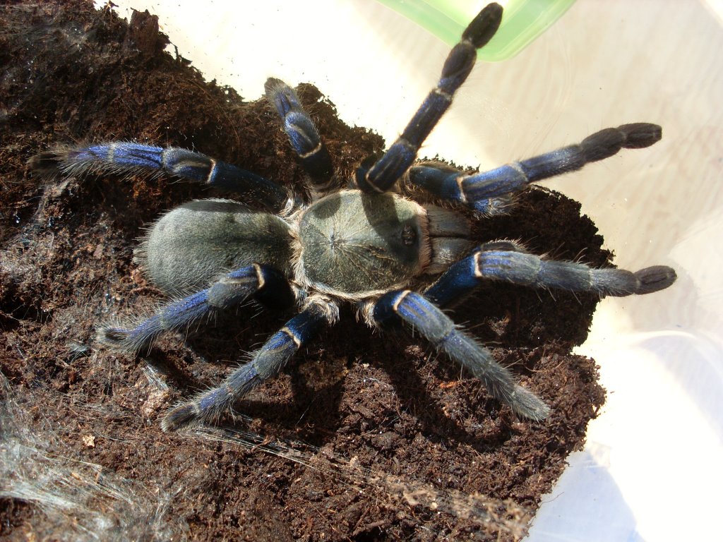 Cyriopagopus lividus