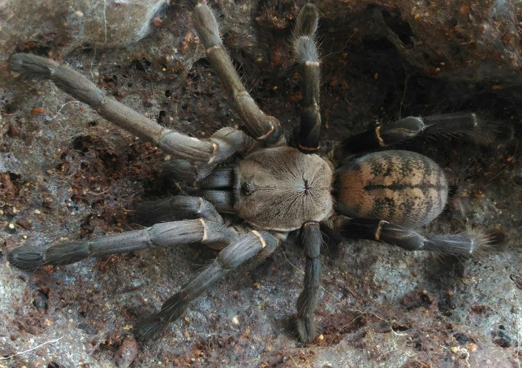 Cyriopagopus Longipes