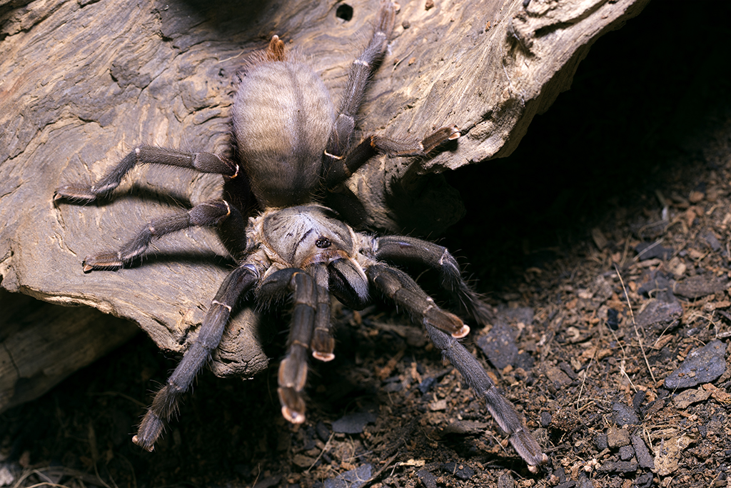 Cyriopagopus minax Mature Female