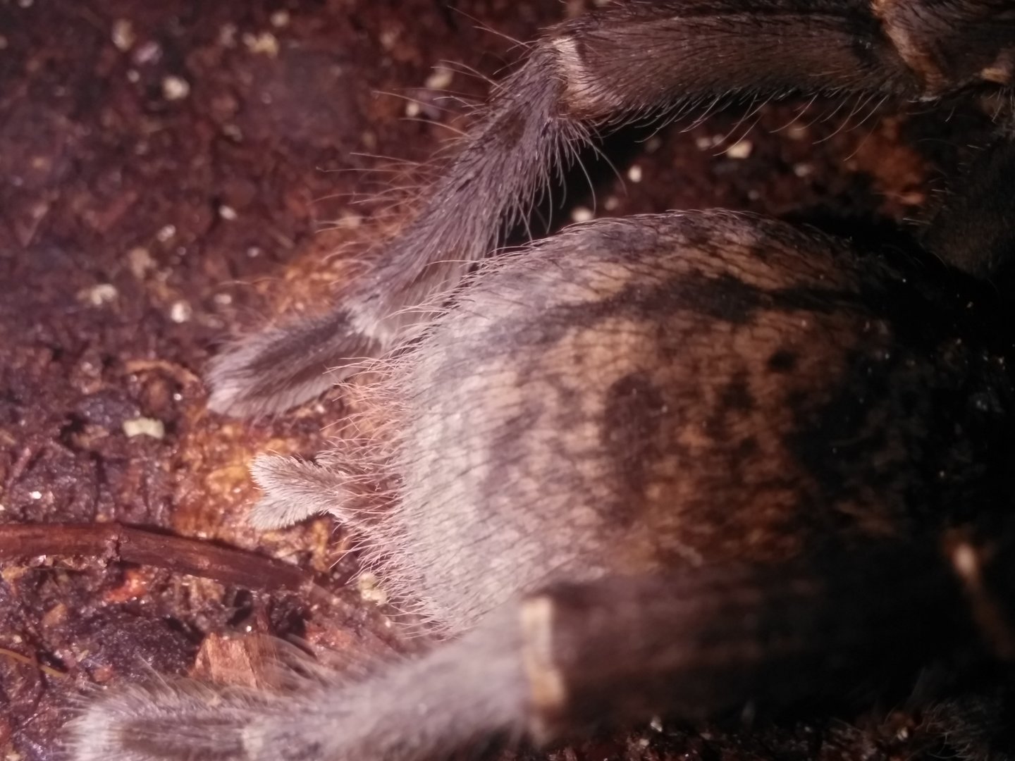 Cyriopagopus paganus or Haplopelma longipies abdomen
