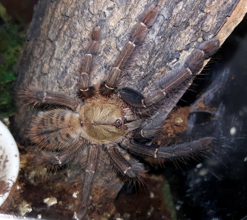 Cyriopagopus schioedtei (Malaysian Earth Tiger)