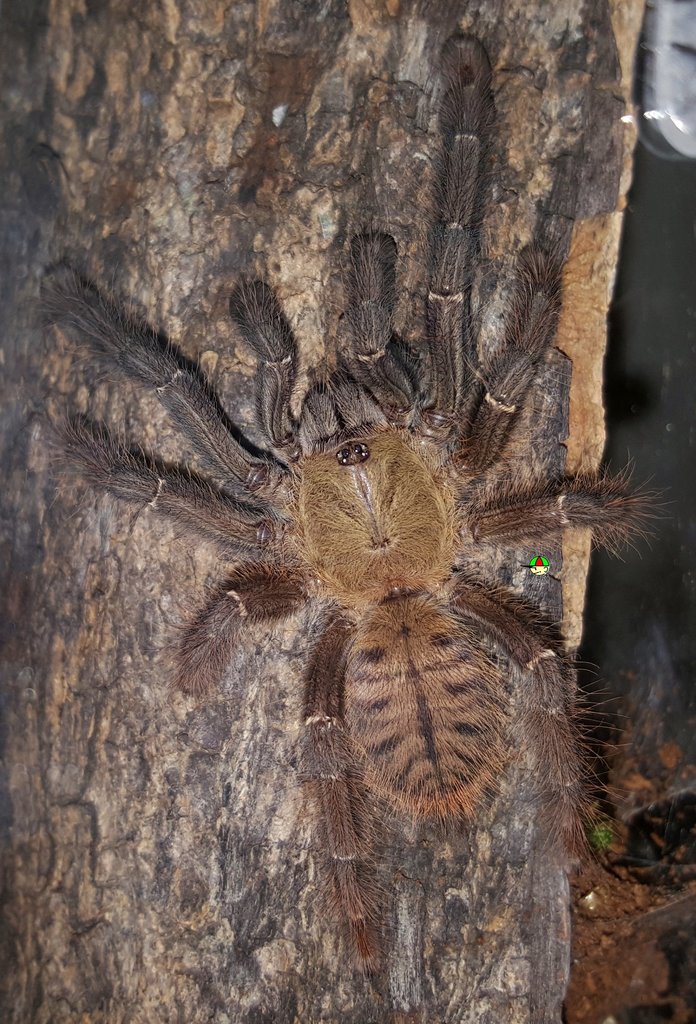 Cyriopagopus schioedtei (Malaysian Earth Tiger)