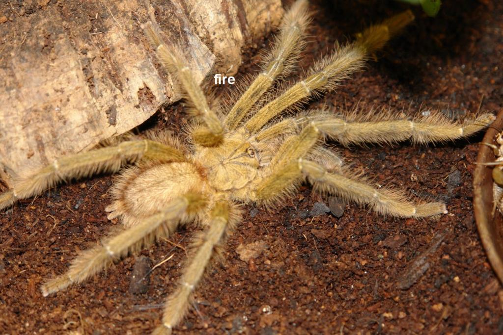 Cyriopagopus spec. blue adult male